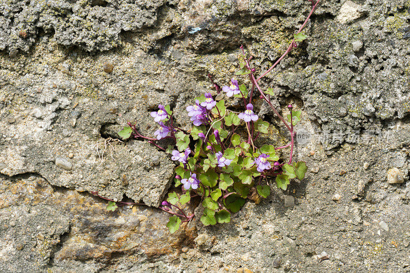 Cymbalaria Cymbalaria在墙花